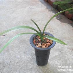 精品色花進化線藝 圖斑